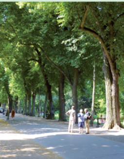 Allées et alignements d'arbres bordant les voies publiques